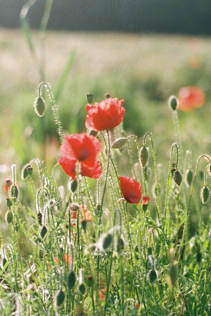 Poppies