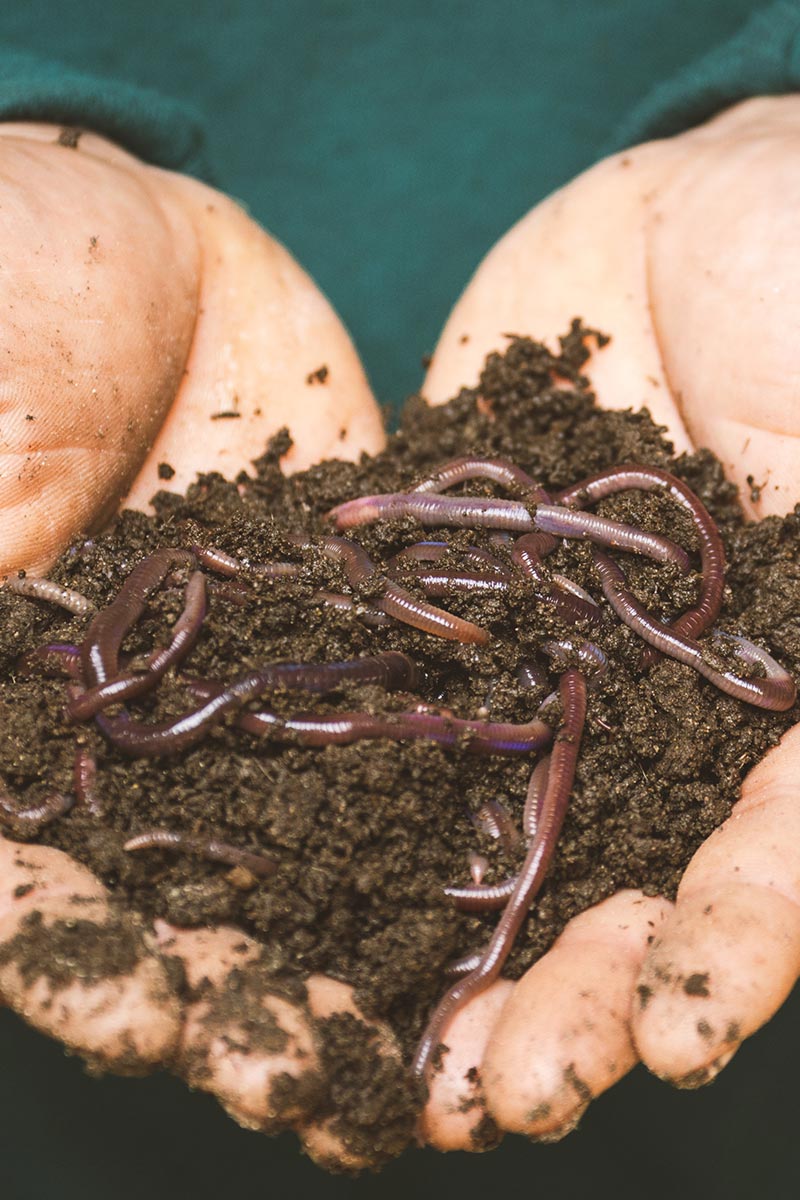 Novels Matthew Dickens